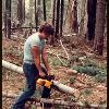 CUTTING WOOD IN BLUE CANYON