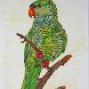 Green Parrot Portrait of a Green Parrot on his perch..Mixed Media 8x10